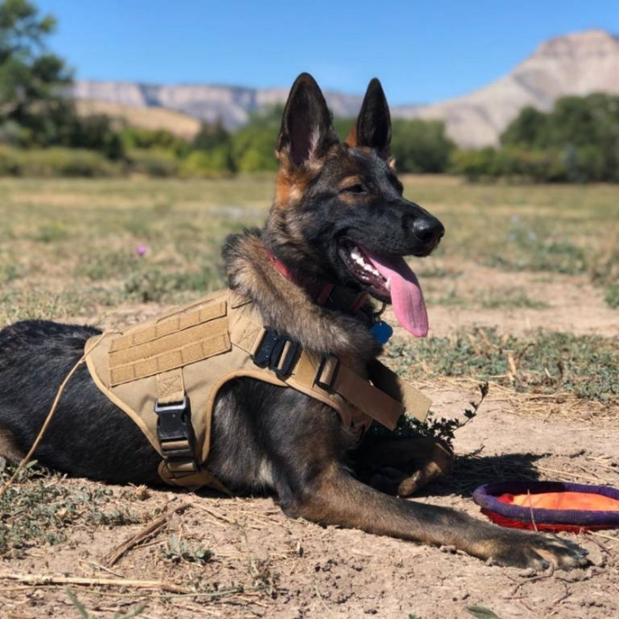 Tactical Harness And Leash Set - BROWN